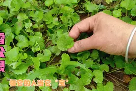 “雷公根”又叫崩大碗，原来价值那么高，遇见挖回家