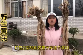 这才是真的野生黄芪，莲花头，外表粗糙，看一眼就会辨别
