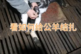 给小公羊结扎，让它从此不再快乐