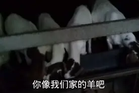 你知道几斤毛羊才可以岀一斤羊肉吗？