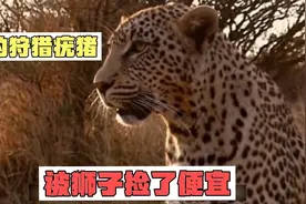 花豹辛辛苦苦狩猎到疣猪，却被守在旁边的狮子捡了个便宜，吃白食视频封面