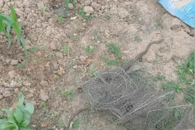 傻蛇误入地笼网，看我如何解救！行为存在风险，请勿模仿。