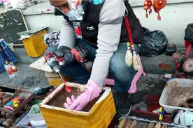 潘家园赌开菩提子的生意很红火，真有人信菩提子是红色、蓝色的视频封面