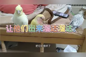 我家鹦鹉不会飞了，怎么搞啊？