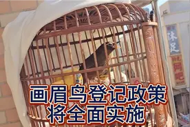 画眉鸟登记备案政策即将全面实施视频封面