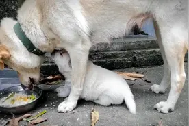 狗妈为什么会咬小狗崽呢？视频封面