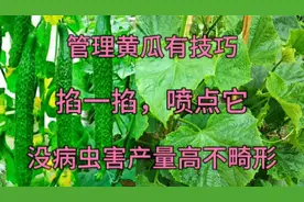 黄瓜开花结果期，这里掐一下，喷点东西，黄瓜没病虫产量高不畸形