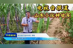 山东小伙种甘蔗，亩产3000根，亩产值过万，电视台来报道