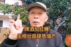 啤酒加红糖，生根又壮苗，提质又增产，能给你省下不少肥料钱。