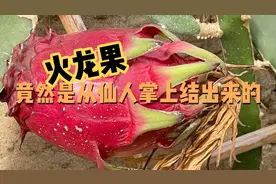 今天才知道火龙果是从仙人掌上结出来的，我是多么的无知