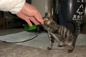 从小喂到大的流浪小猫懂得感恩，跟着我形影不离，还和我握手道谢