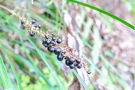 路边有一种植物，被称为“禹余粮”，外形酷似韭菜，根茎价值极高