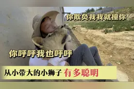 从小带大的小狮子有多聪明，你呼呼我也呼呼，你欺负我我就撞你