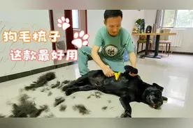 养狗狗掉毛怎么办？这个问题困扰我2年多，交了不少学费终于解决