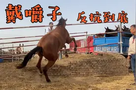 马修蹄子戴“嚼子”，为何修脚却要把嘴巴里嚼根绳子，懂行的说说