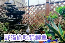 买1000块钱锦鲤被野猫偷吃，又买8条养得不错，看怎样防猫