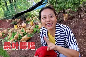 听说1斤桑叶能当10斤玉米，采摘桑叶来喂鸡，效果自己都不敢相信视频封面