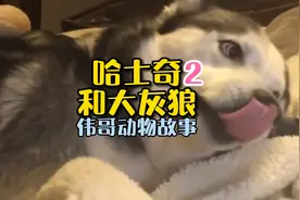 动物感恩故事：北美一男子带着哈士奇遇到灰狼群的后续，结果感人视频封面