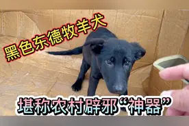 黑色东德牧羊犬，堪称农村“辟邪神器”，成功帮山西粉丝代购视频封面