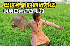 神奇捕猎方法，因当地毛鸡泛滥，巴铁兄弟利用苍鹰来捕捉毛鸡视频封面