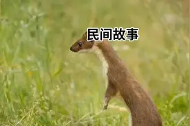 聊斋故事《狐仙》纯属虚构不能当成真人真事