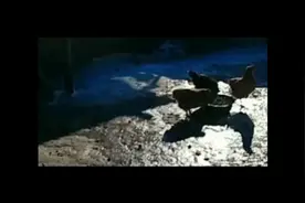 黑心恶徒摘去儿童一肾，太可恨了视频封面