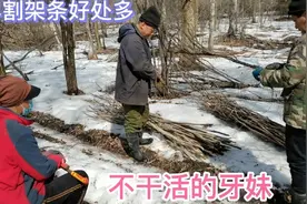 趁着蜱虫没睡醒，全家进山割架条，牙妹旁边看热闹视频封面