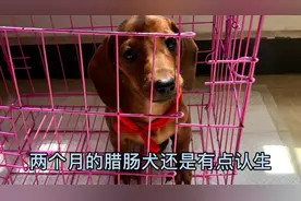 两个月的小狗到新家四天，懂事的让人吃惊，就是胆小有点认生！视频封面
