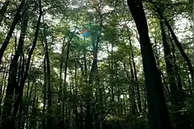 普洱熟茶的适宜人群视频封面