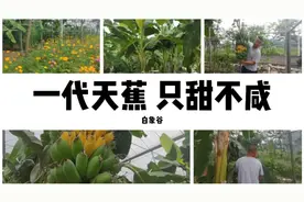 市场都是药物催熟的香蕉 树上成熟的香蕉你肯定没见过！