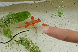 孔雀鱼母鱼公鱼突然变得很干瘦，接着慢慢不行了，原因原来是这样视频封面