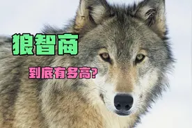 狼智商相当于人类多少岁，捕猎方式如此新颖！