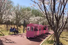 大厂潮白河樱花公园，免费花美，遛娃休闲好去处