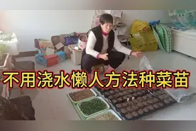 全职奶奶种10种菜籽不用浇水，懒人方法种菜苗 ，盖上就等出芽