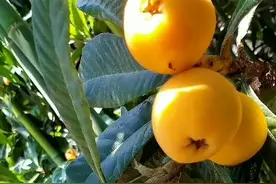 枇杷使用什么肥料能增色膨果增加甜度高呢？