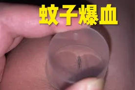 假如让蚊子一直吸血下去它会不会爆炸视频封面