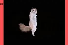 奥特曼也会痛~满满的表情包视频封面