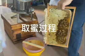 没有摇蜜机如何取蜜，这就是方法，刮蜜的过程！