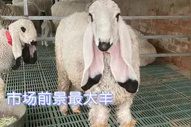 集优点于一身的领头羊，长相独特优势突出，杂交实验证明未来可期