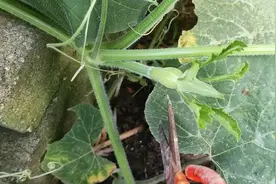 南瓜藤上剪一刀，一颗能结十几个瓜，剪枝打顶很重要，方法简单