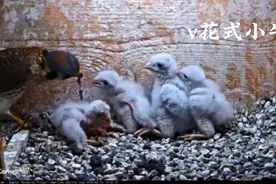 人工鸟巢中红隼育雏温馨时刻2视频封面