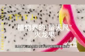 知识科普（水果篇）植物“量天尺”-火龙果，