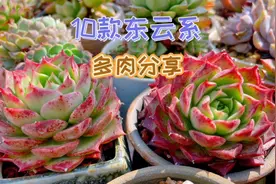 10款东云系多肉分享，油腻、蜡质感强，有颜值！视频封面