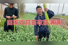 农村大娘   手把手教仨小伙抽蒜苔视频封面