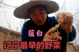 辽宁最早的野菜“小根菜”，懂的人叫它薤白，到底有啥好价值？