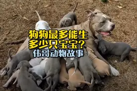 狗狗一胎最多能生多少个宝宝呢？斯坦福犬凯尔被收养的感人故事！