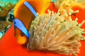 最美的海洋世界🌹配曲《现在的你还好吗》醉人的旋律送给牵挂的你