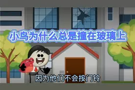 小鸟为什么总是撞在玻璃上？视频封面