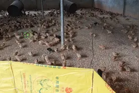 给小公鸡做绝育手术。由公鸡变为扇鸡的转变过程！视频封面