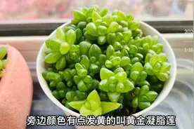 玉露照着这四个方法养，不烂根，不发黄，结实透亮，好养懒人植物视频封面